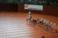 Halle SG