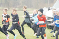 OA Cross
